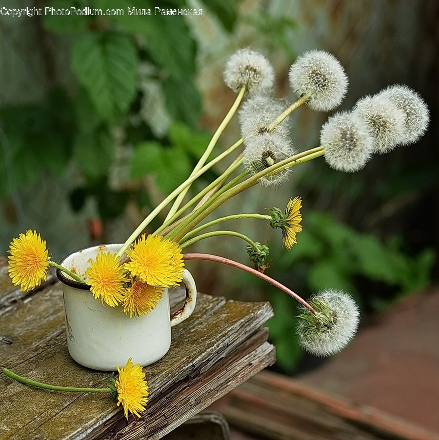 Blossom, Daisies, Daisy, Flora, Flower