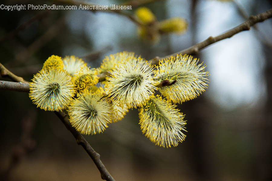 Blossom, Flora, Flower, Mimosa, Plant