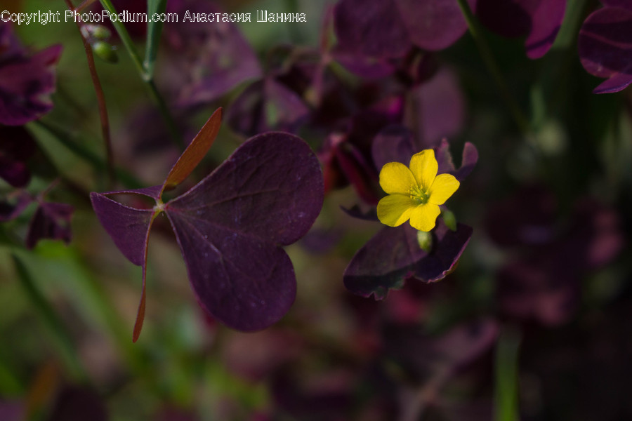 Blossom, Flora, Flower, Geranium, Plant
