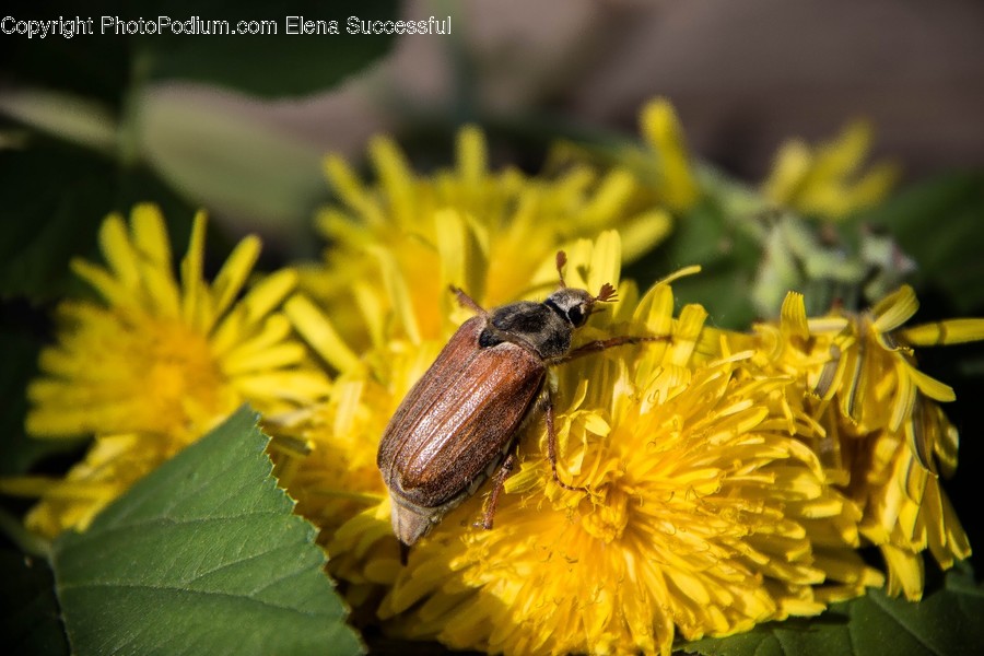 Animal, Apidae, Bee, Honey Bee, Insect