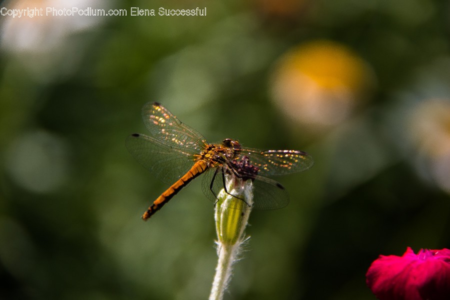 Animal, Anisoptera, Dragonfly, Insect, Invertebrate