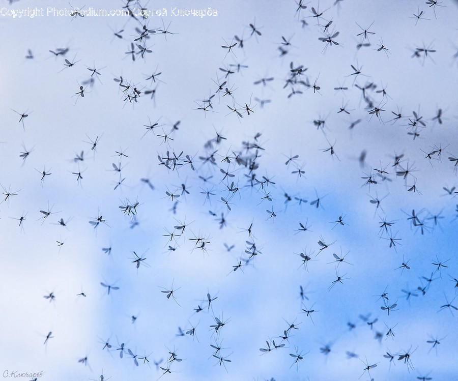 Animal, Flock