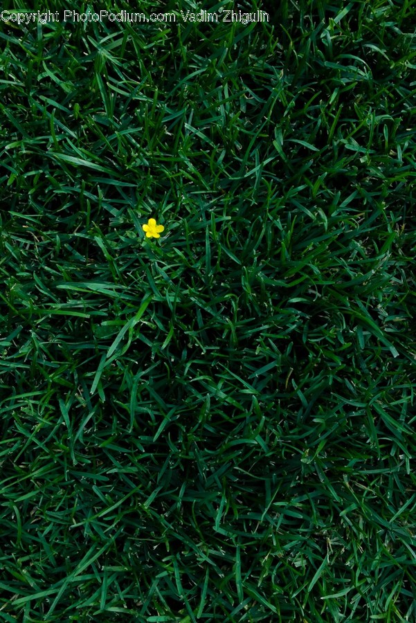 Flora, Grass, Plant, Ground, Soil