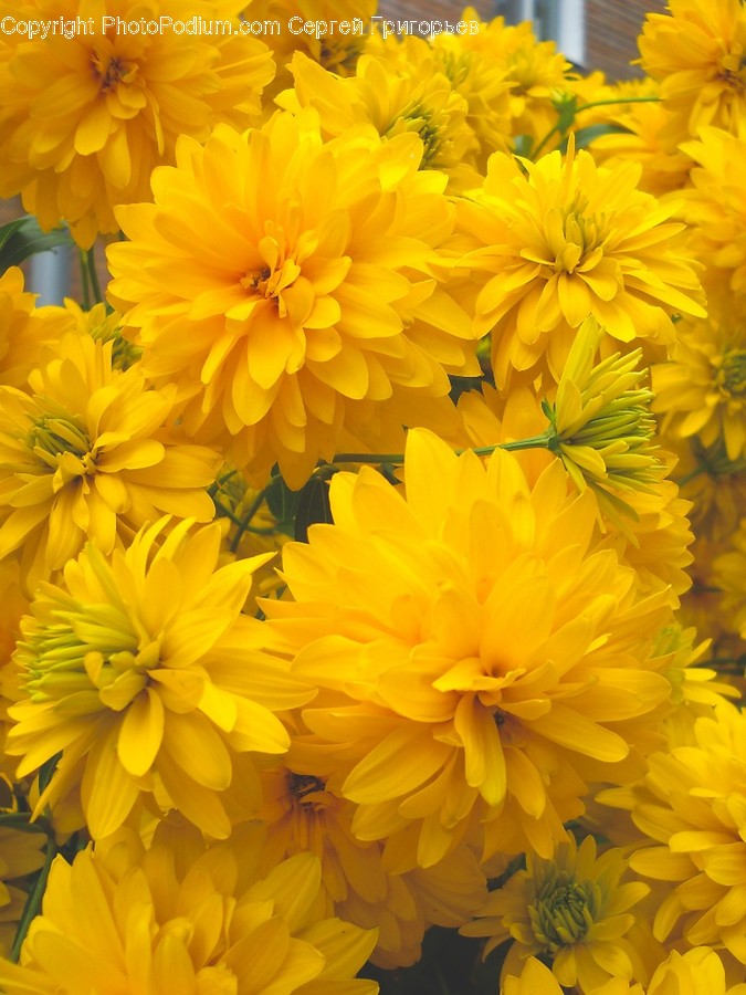 Blossom, Flora, Flower, Plant, Sunflower