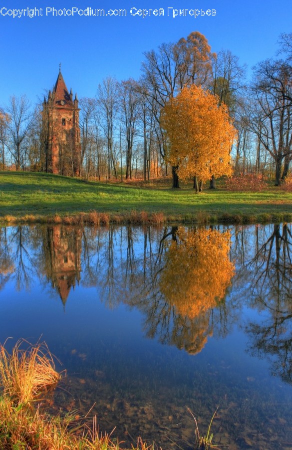 Park, Flora, Grass, Plant, Nature