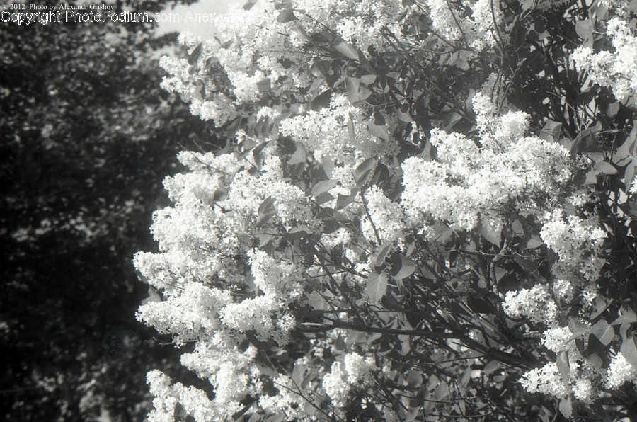Snowflake, Blossom, Flora, Flower, Plant