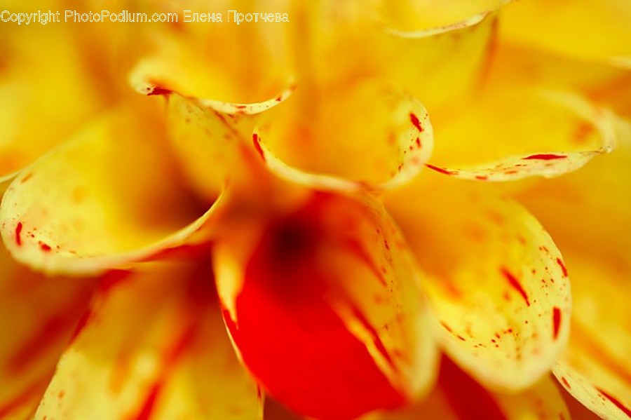 Flora, Plant, Pollen, Blossom, Flower