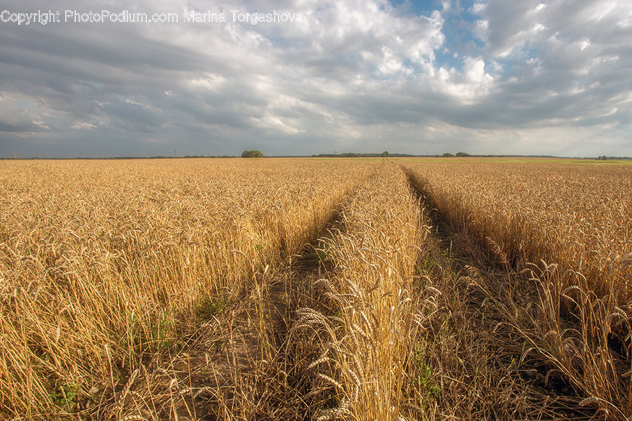 Flora, Food, Grain, Plant, Produce