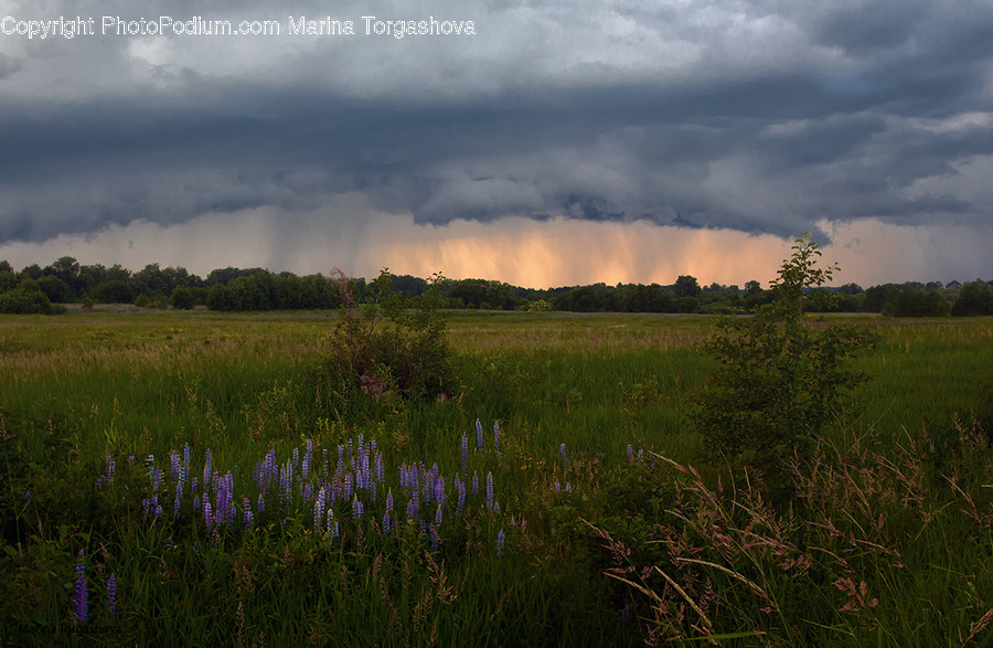 Field, Grassland, Outdoors, Blossom, Flora