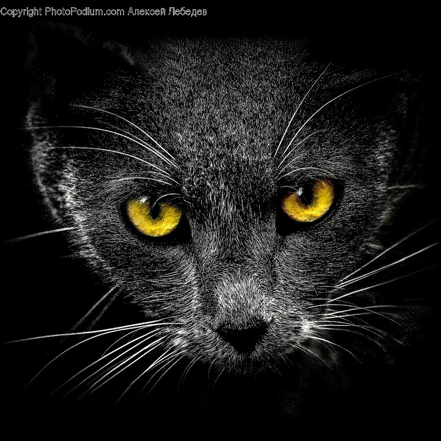 Animal