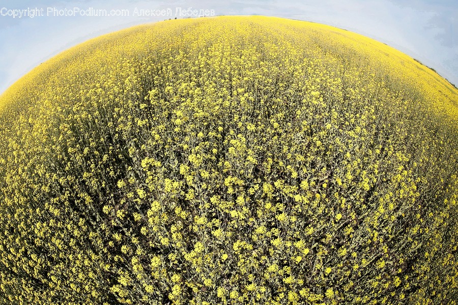 Flora, Food, Grain, Plant, Produce
