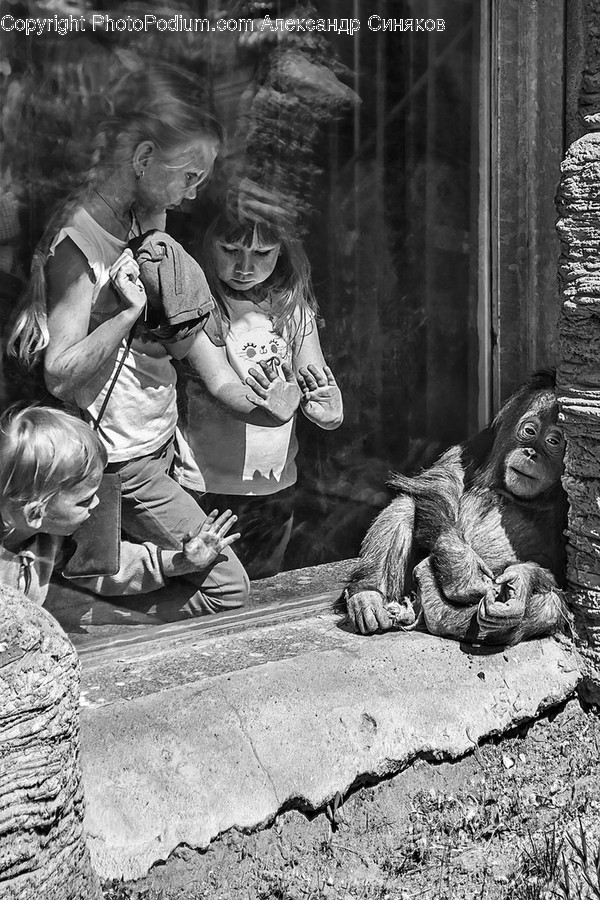 Human, People, Person, Animal, Ape