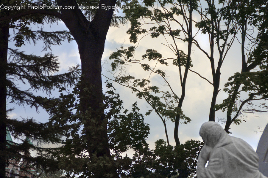 Human, People, Person, Conifer, Flora