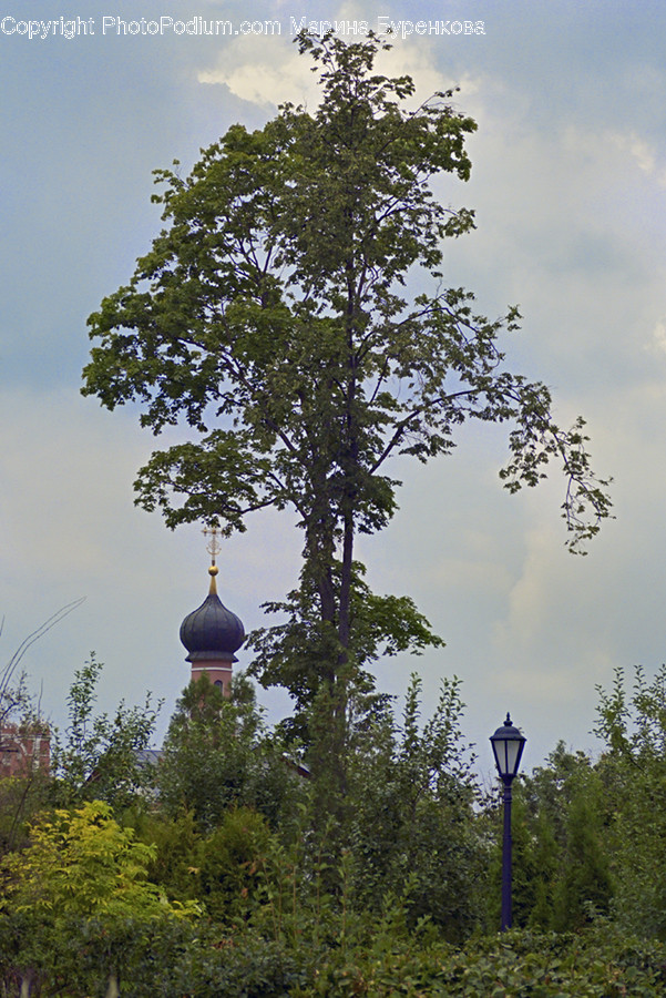 Conifer, Flora, Plant, Tree, Blossom