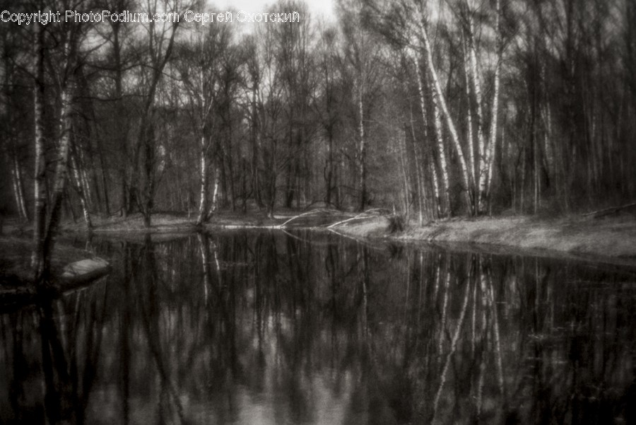 Land, Marsh, Outdoors, Swamp, Water