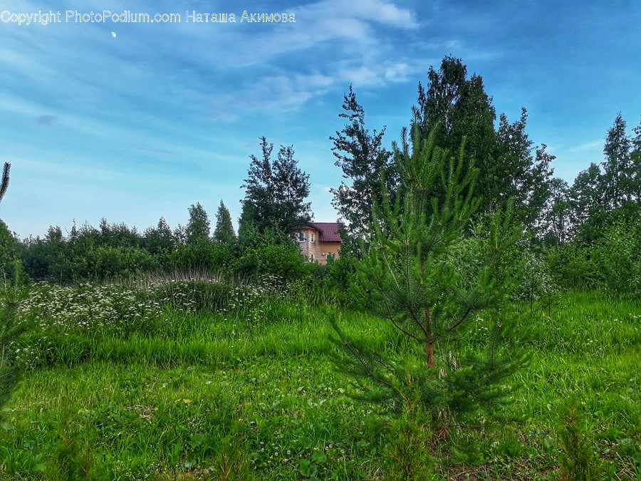 Conifer, Flora, Plant, Tree, Field