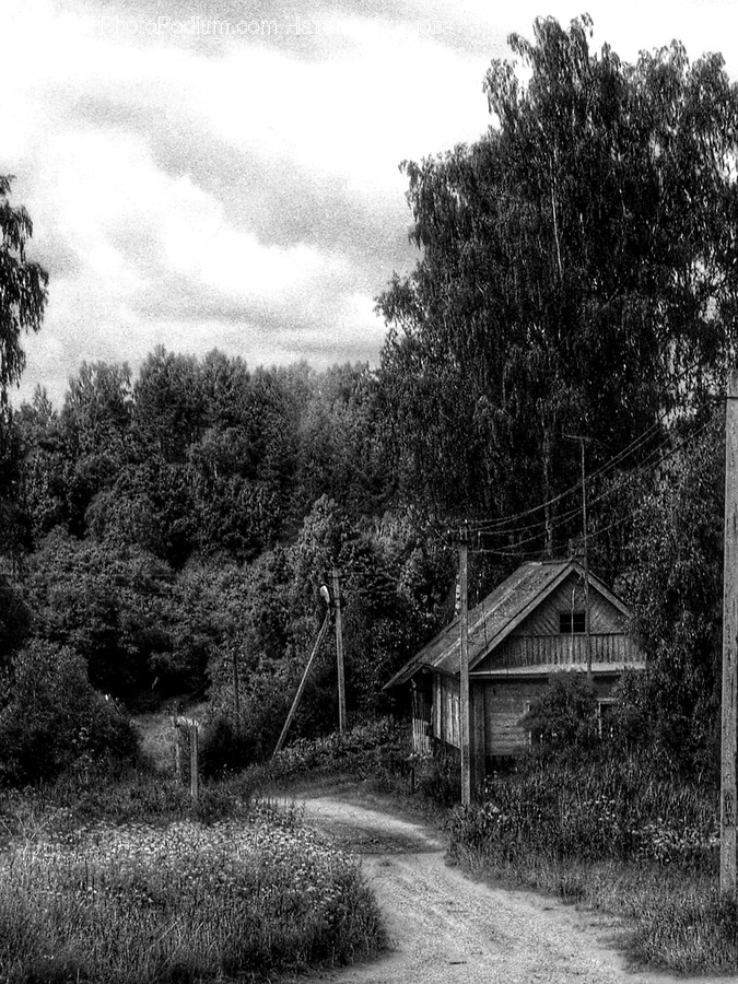 Countryside, Nature, Outdoors, Bush, Flora