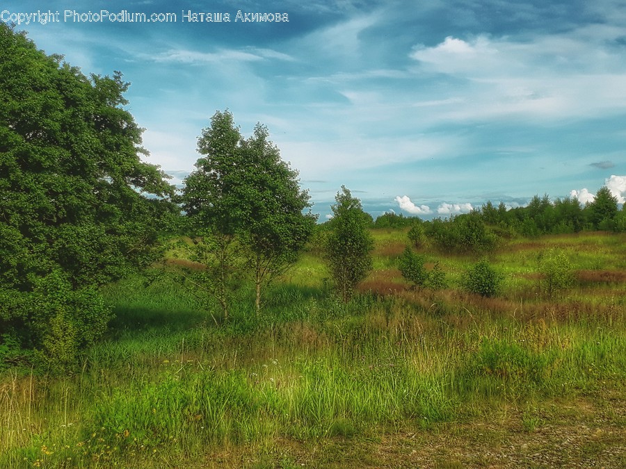 Field, Grassland, Outdoors, Flora, Grass