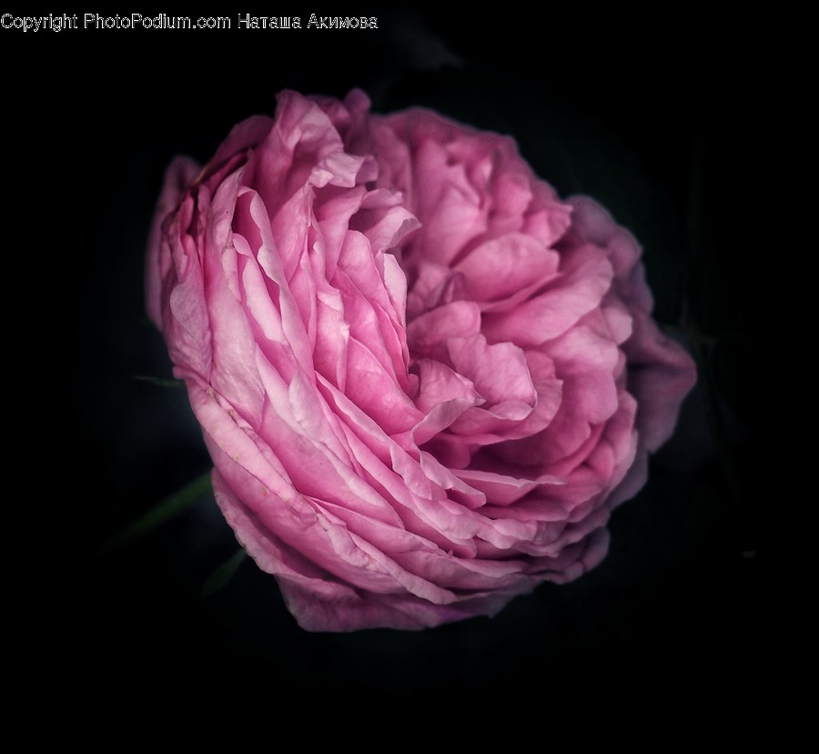 Human, People, Person, Blossom, Flora