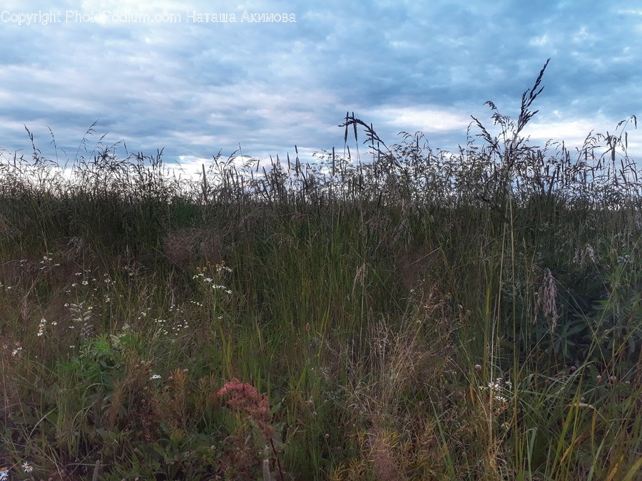 Flora, Grass, Plant, Field, Grassland