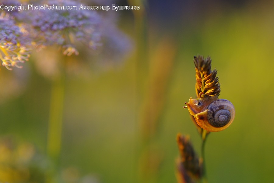Animal, Apidae, Bee, Honey Bee, Insect