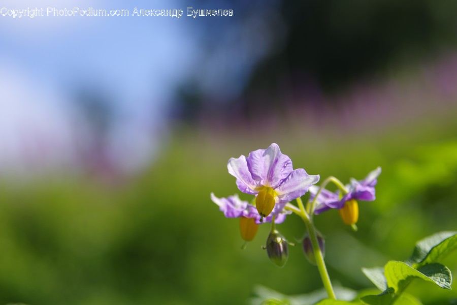 Blossom, Flora, Flower, Geranium, Plant