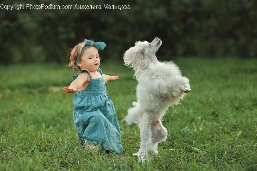 Human, People, Person, Animal, Canine