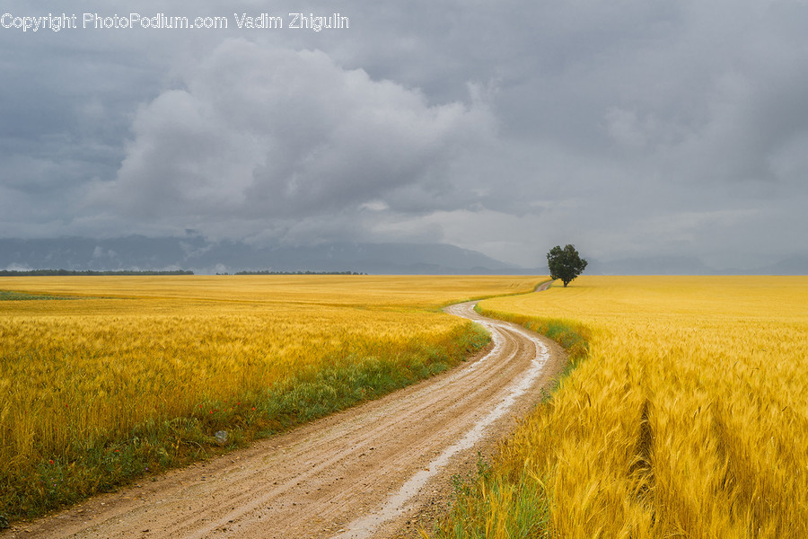 Dirt Road, Gravel, Road, Field, Flora