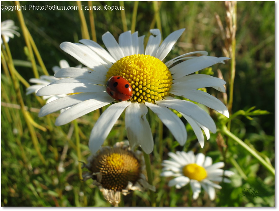 Blossom, Daisies, Daisy, Flora, Flower