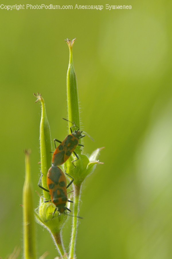 Animal, Arachnid, Garden Spider, Insect, Invertebrate