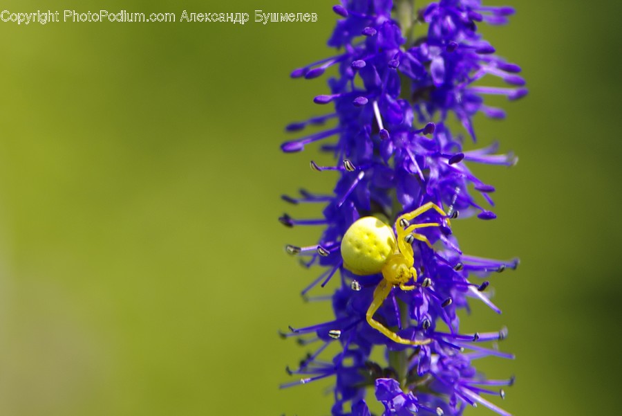 Flora, Plant, Pollen, Blossom, Flower