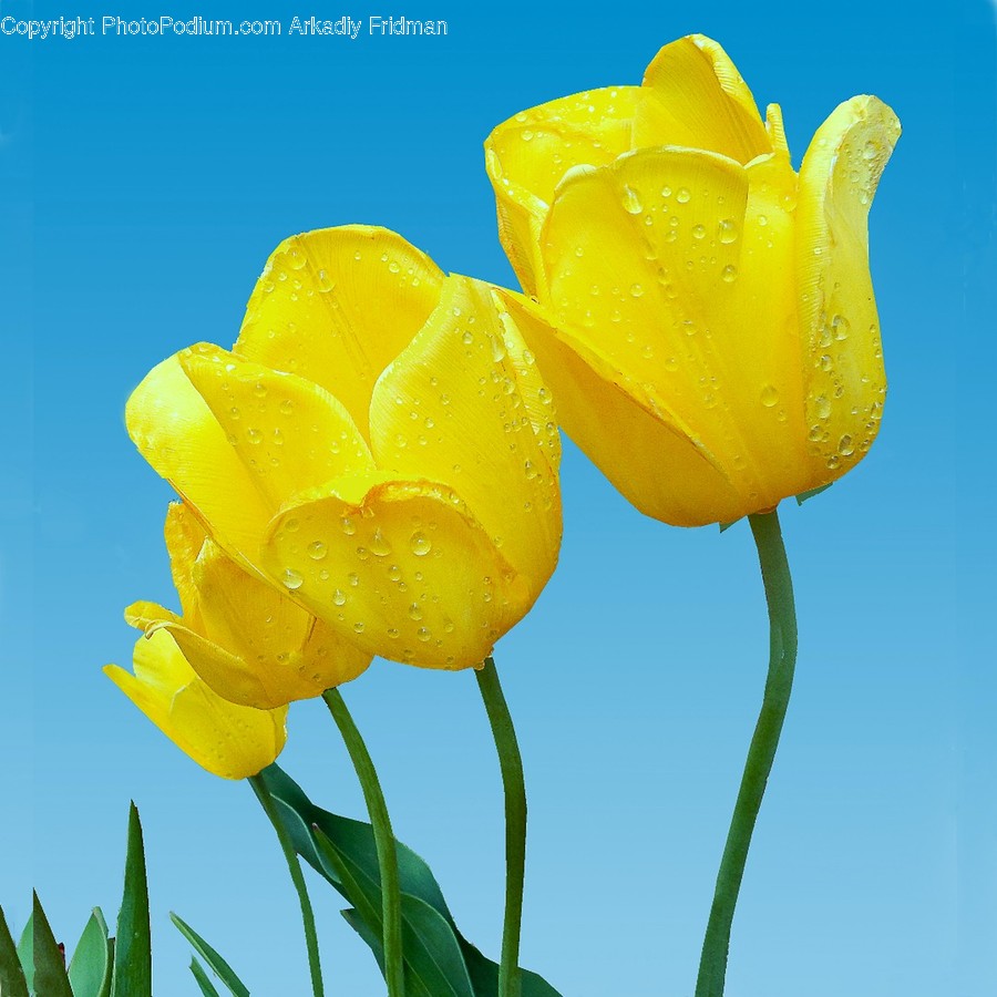 Blossom, Flora, Flower, Plant, Tulip