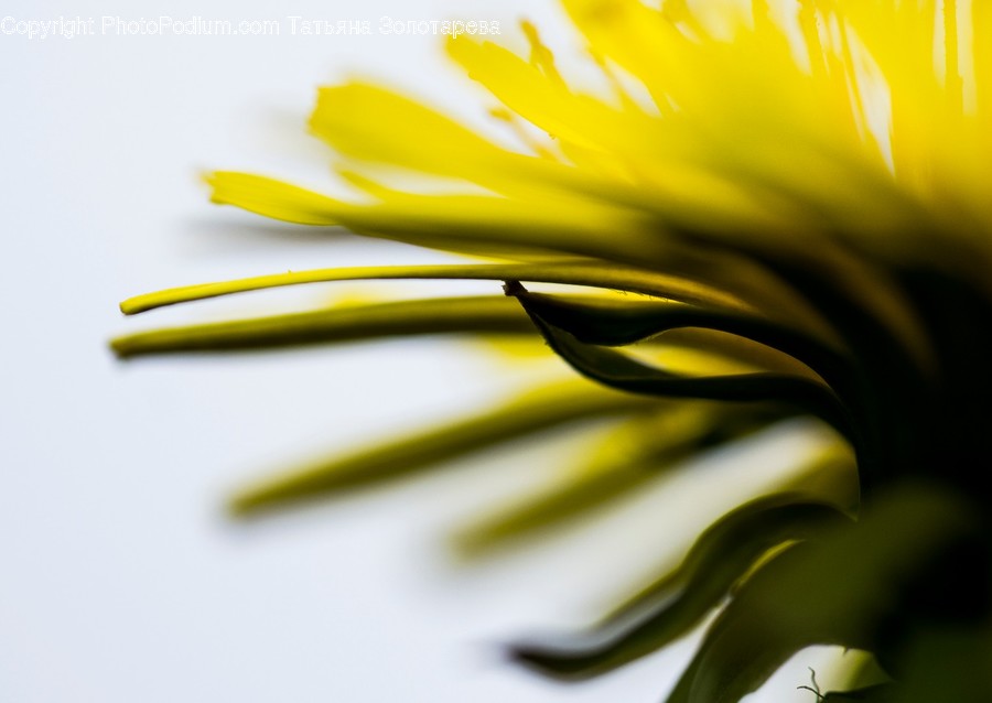 Blossom, Flora, Flower, Plant, Treasure Flower