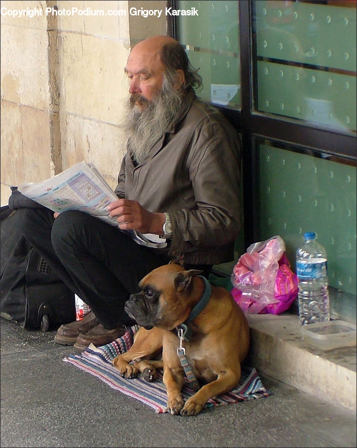 People, Person, Human, Animal, Boxer, Bulldog, Canine