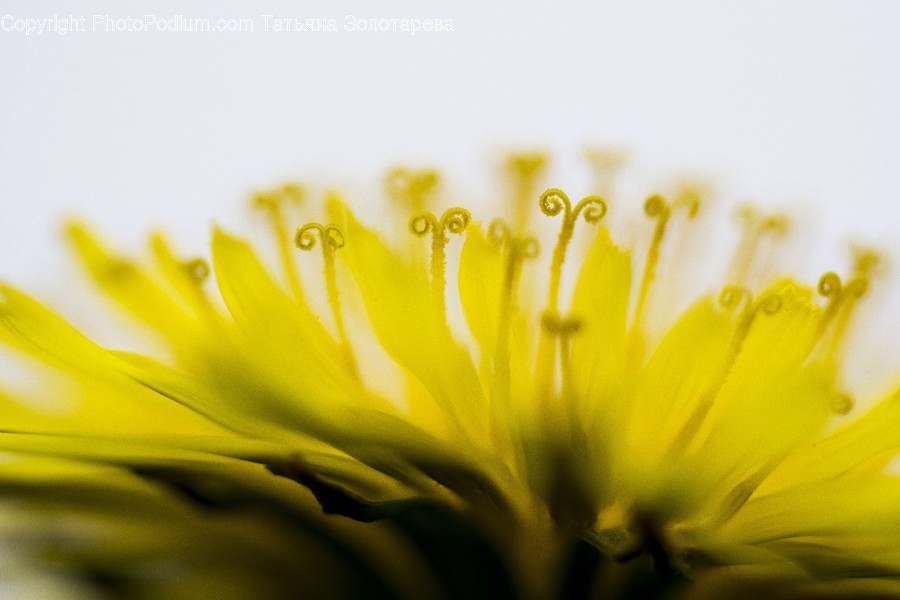 Blossom, Daisies, Daisy, Flora, Flower