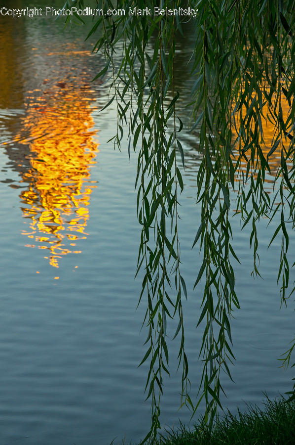 Outdoors, Ripple, Water, Conifer, Flora