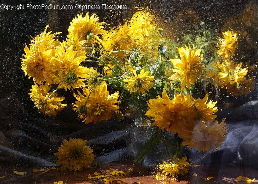 Blossom, Dandelion, Flora, Flower, Plant