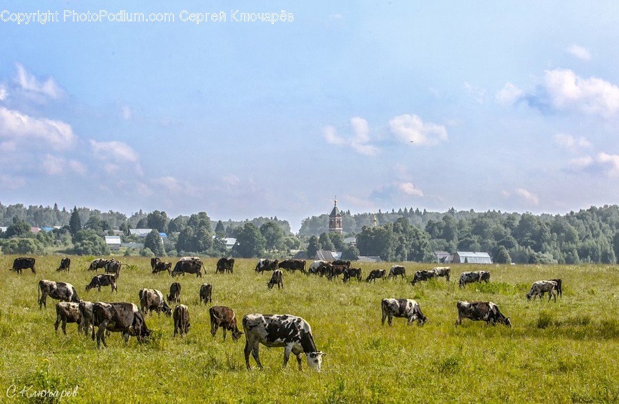 Countryside, Farm, Field, Grassland, Meadow