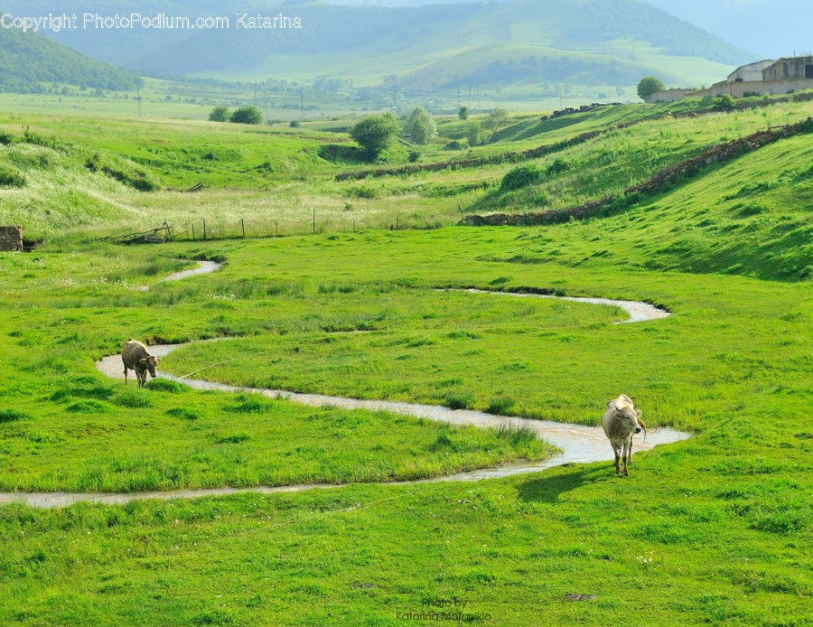 Countryside, Farm, Field, Grassland, Meadow