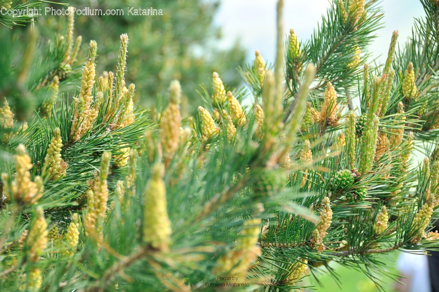 Conifer, Flora, Plant, Tree, Food
