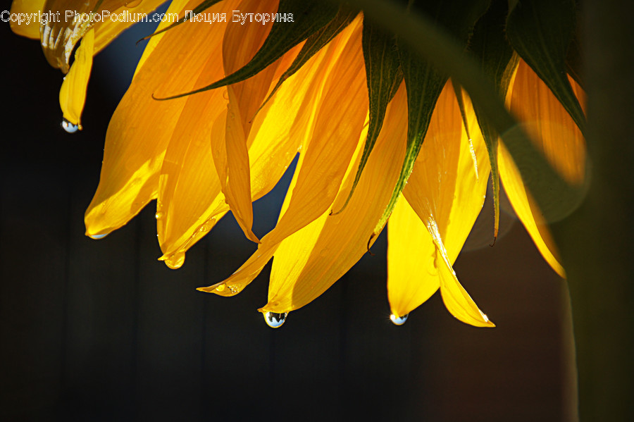 Blossom, Crocus, Flora, Flower, Plant