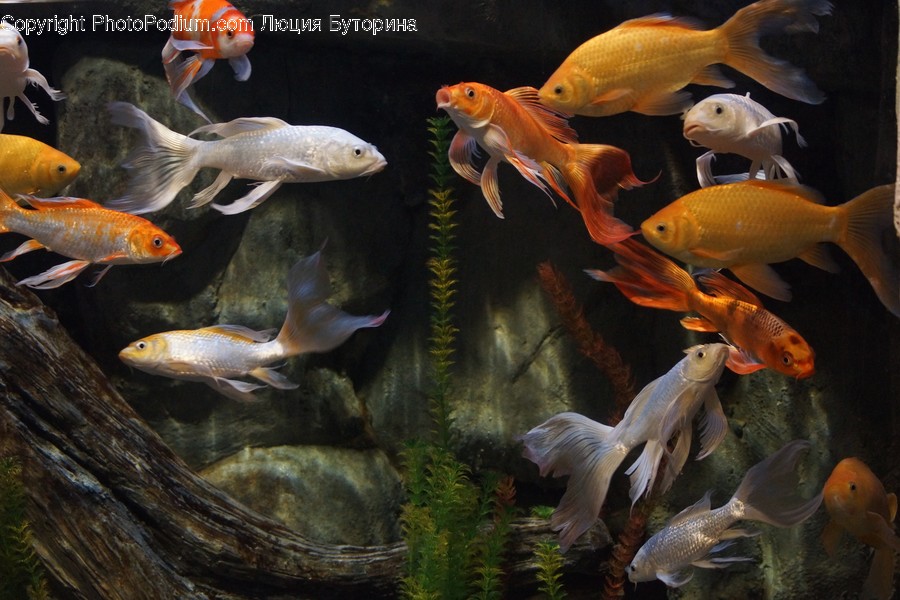 Animal, Carp, Fish, Koi, Human