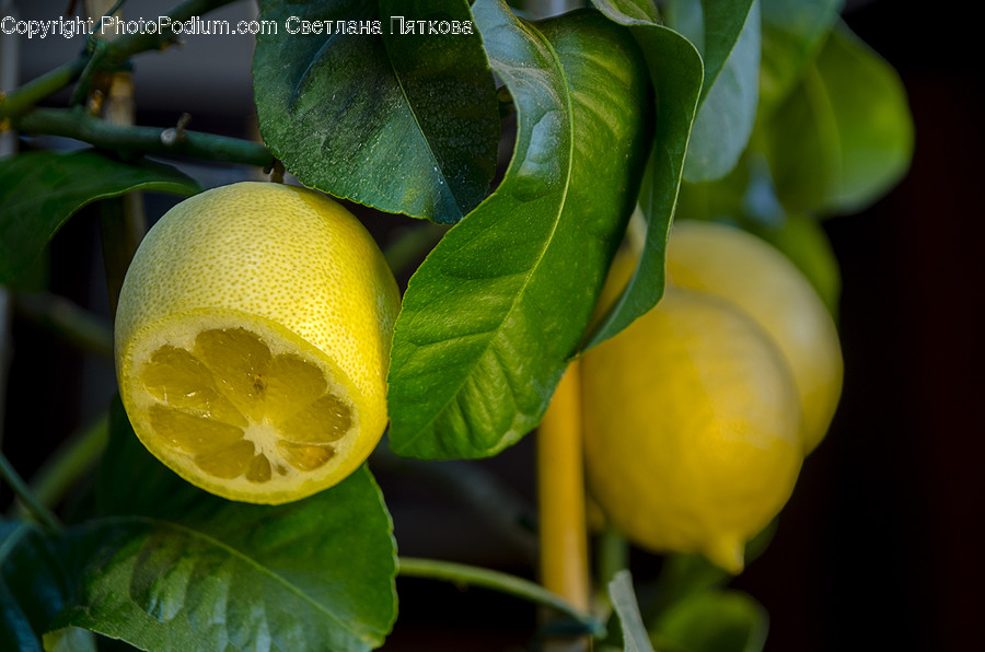 Citrus Fruit, Flora, Food, Fruit, Grapefruit