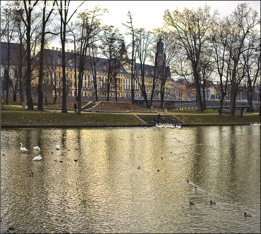 Park, Outdoors, Pond, Water