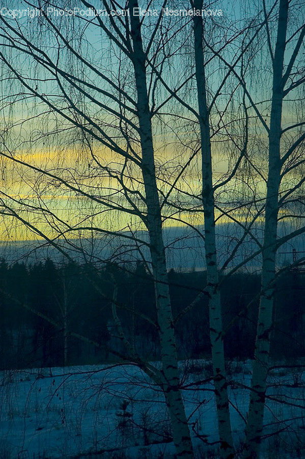 Birch, Flora, Plant, Tree, Jar