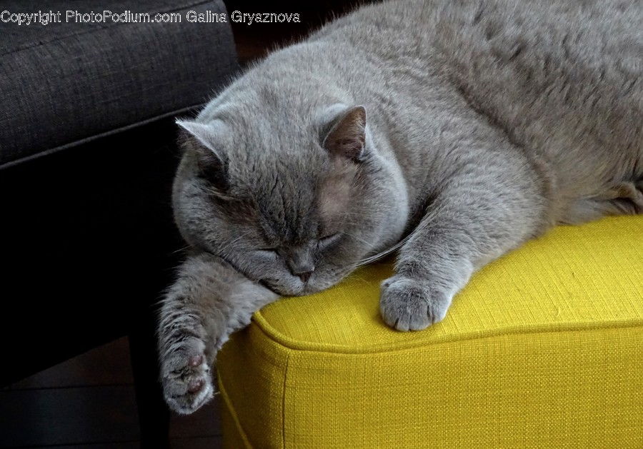 Couch, Furniture, Animal, Cat, Kitten
