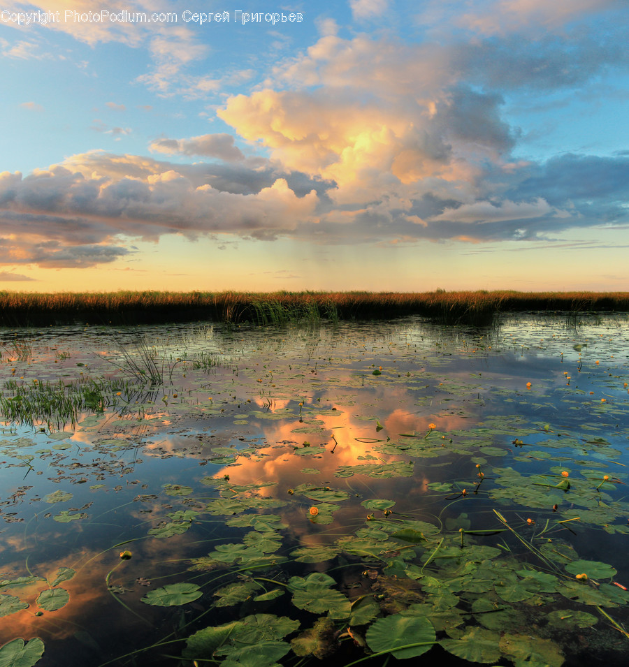 Algae, Flora, Plant, Outdoors, Pond