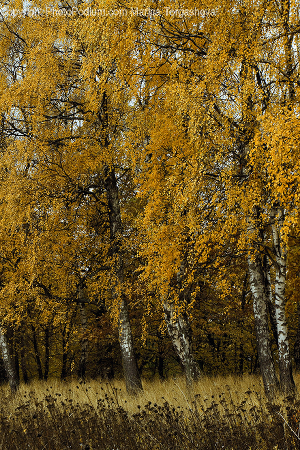 Birch, Flora, Plant, Tree, Conifer
