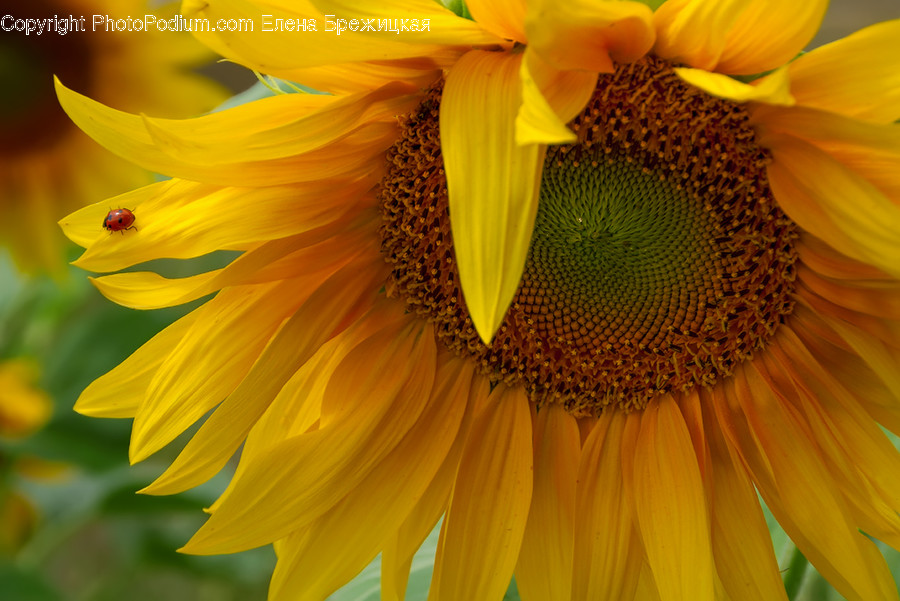 Blossom, Flora, Flower, Plant, Sunflower