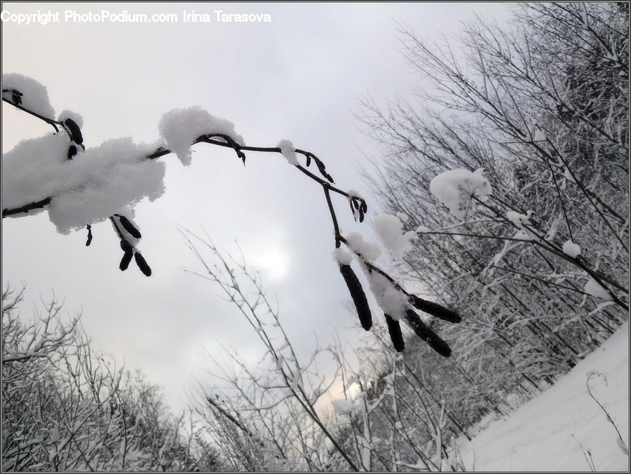 Ice, Outdoors, Snow, Bird, Booby, Crane Bird, Heron